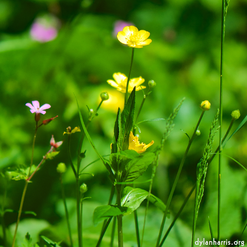 Image: Image 'flower (xviii) 4'.