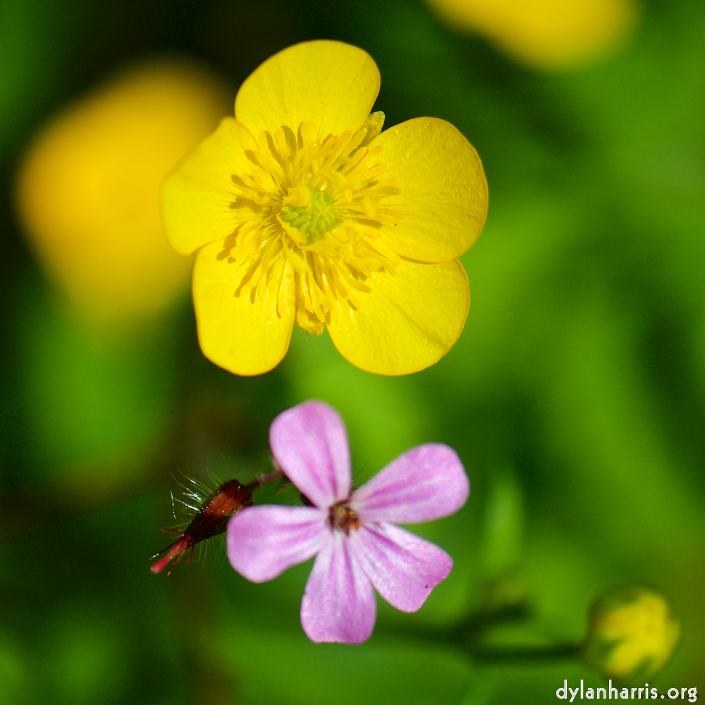 image: This is &lsquo;flower (xviii) 5&rsquo;.