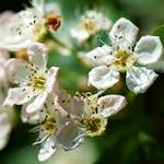 Image: Second image from the photoset 'flower (xviii)'.