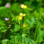 Image: Fourth image from the photoset 'flower (xviii)'.