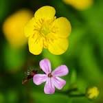 Image: Fifth image from the photoset 'flower (xviii)'.