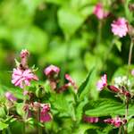 Image: Sixth image from the photoset 'flower (xviii)'.