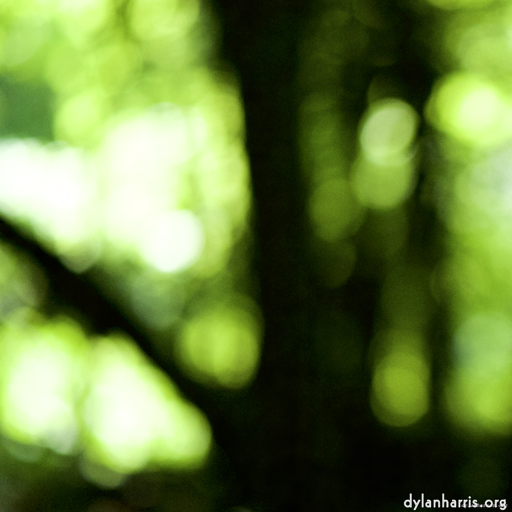 Image: Image 'wood (xxxi) 4'