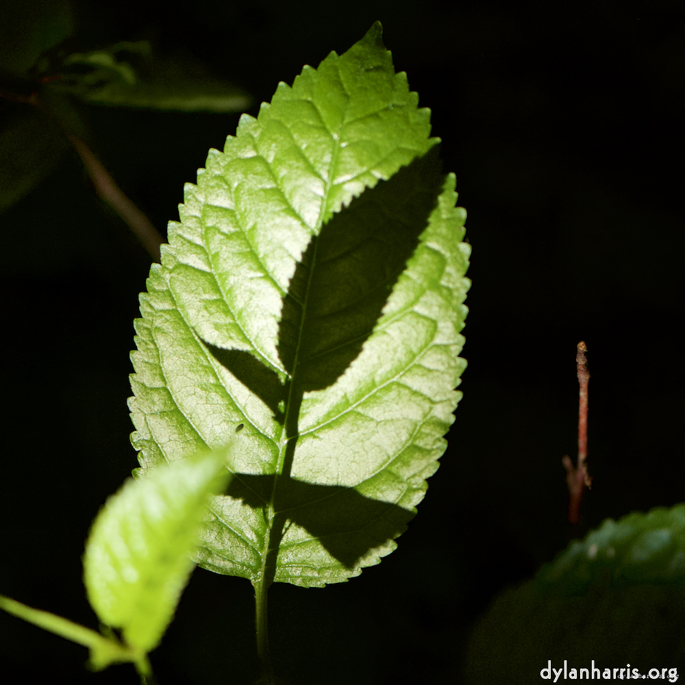 image: This is &lsquo;wood (xxxi) 5&rsquo;.