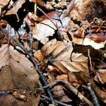 image: Image from the photoset &lsquo;wood (xxxi)&rsquo;.