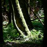 image: Image from the photoset &lsquo;wood (xxxi)&rsquo;.