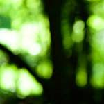 image: Image from the photoset &lsquo;wood (xxxi)&rsquo;.