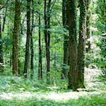 image: Image from the photoset &lsquo;wood (xxxi)&rsquo;.