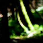 image: Image from the photoset &lsquo;wood (xxxi)&rsquo;.