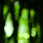 image: Image from the photoset &lsquo;wood (xxxi)&rsquo;.