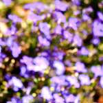 image: Image from the photoset &lsquo;parc (xxxviii)&rsquo;.