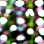 image: Image from the photoset &lsquo;parc (xxxviii)&rsquo;.