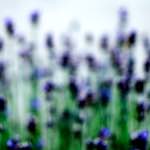 image: Image from the photoset &lsquo;parc (xxxviii)&rsquo;.