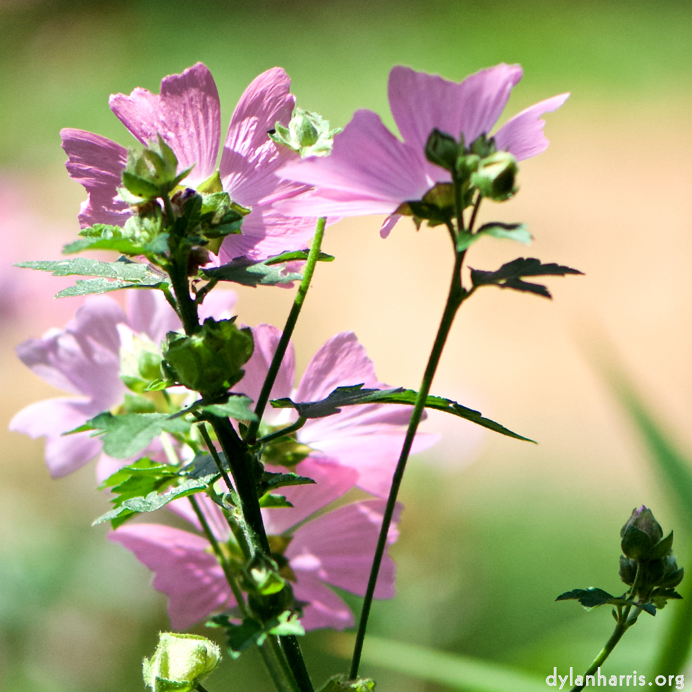 image: This is &lsquo;escher blummen (cxxxiv) 1&rsquo;.