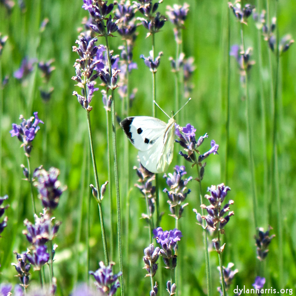 image: This is &lsquo;escher blummen (cxxxiv) 2&rsquo;.