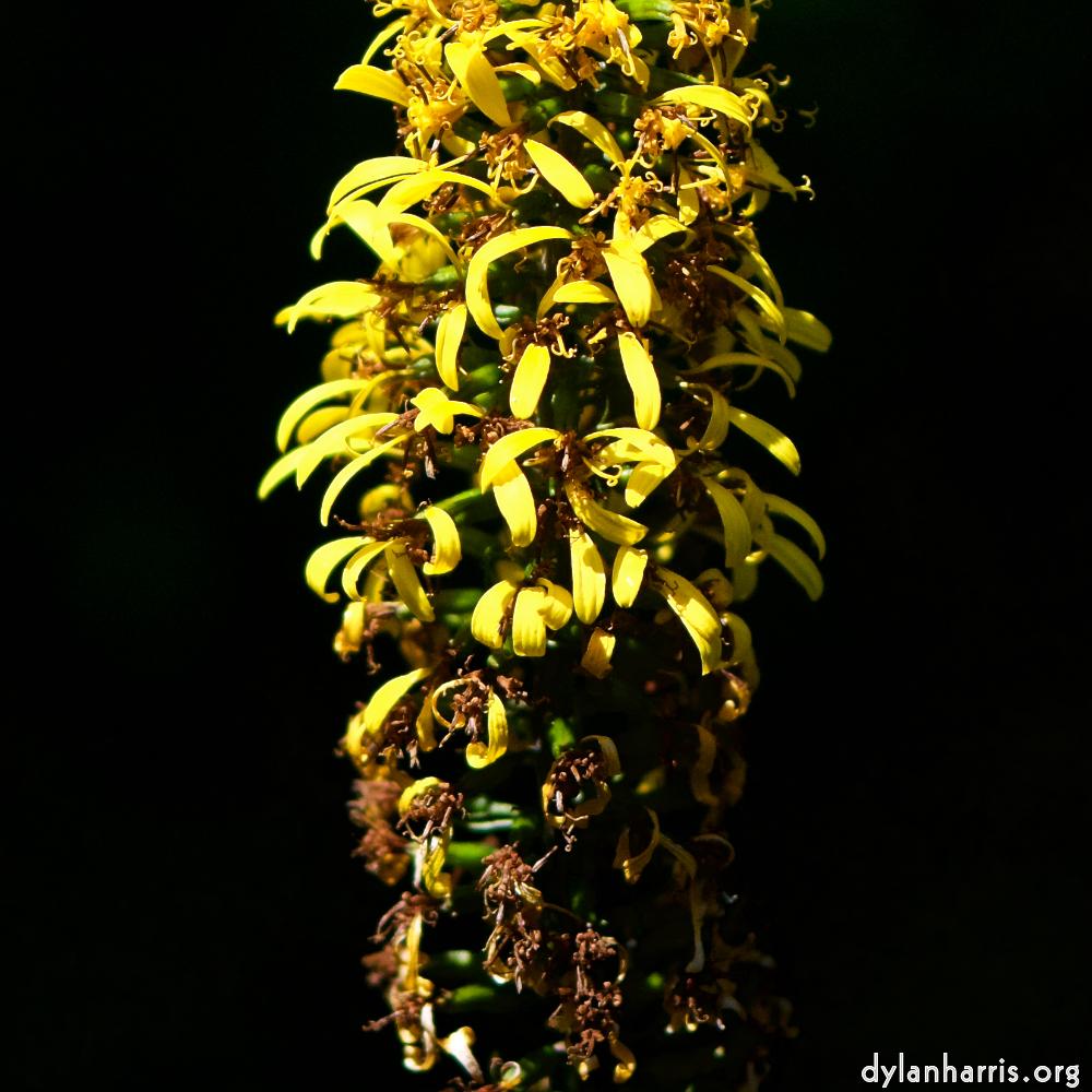 image: This is &lsquo;escher blummen (cxxxiv) 3&rsquo;.