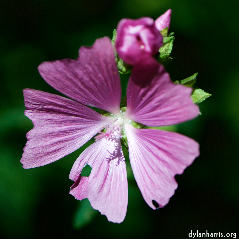 image: This is &lsquo;escher blummen (cxxxiv) 4&rsquo;.