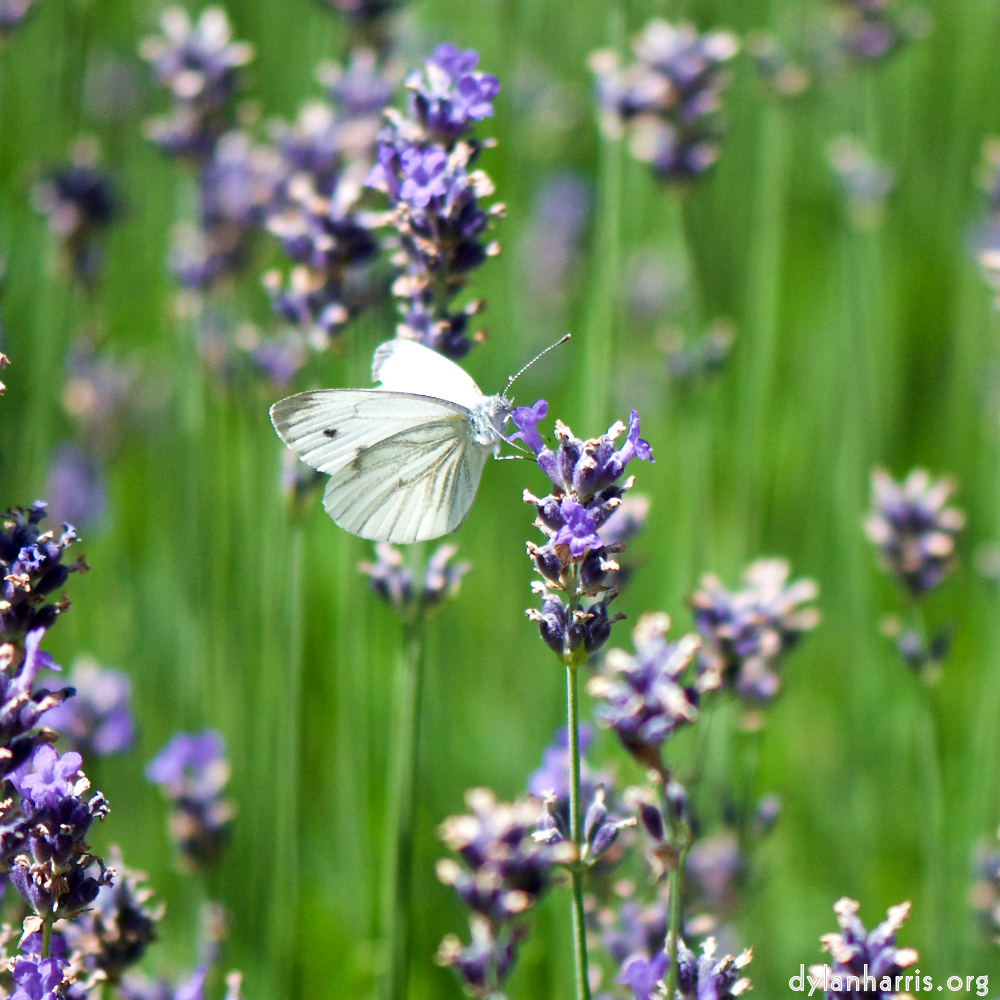 image: This is &lsquo;escher blummen (cxxxiv) 5&rsquo;.