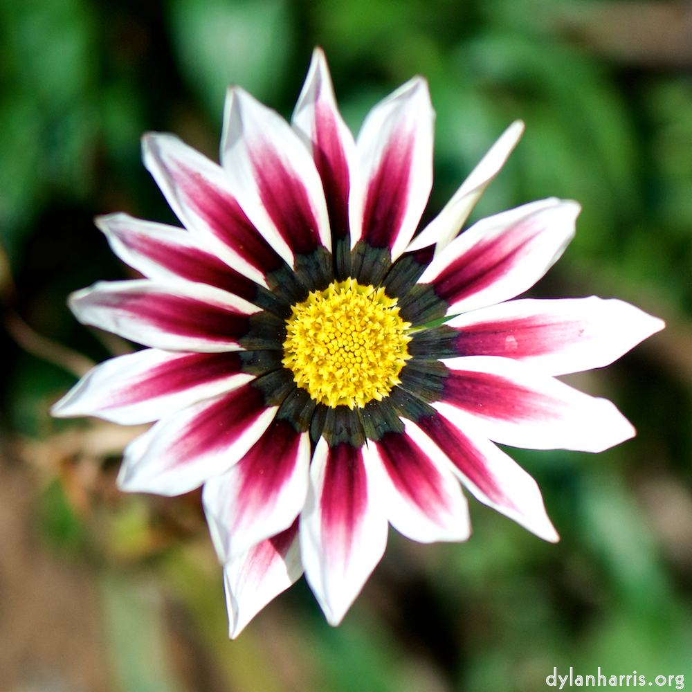 image: This is &lsquo;escher blummen (cxxxiv) 6&rsquo;.