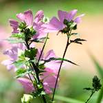 image: Image from the photoset &lsquo;escher blummen (cxxxiv)&rsquo;.