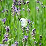 image: Image from the photoset &lsquo;escher blummen (cxxxiv)&rsquo;.