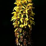 image: Image from the photoset &lsquo;escher blummen (cxxxiv)&rsquo;.