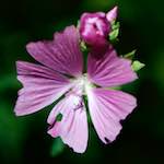 image: Image from the photoset &lsquo;escher blummen (cxxxiv)&rsquo;.