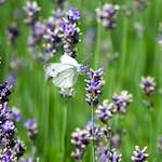 image: Image from the photoset &lsquo;escher blummen (cxxxiv)&rsquo;.