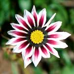 image: Image from the photoset &lsquo;escher blummen (cxxxiv)&rsquo;.