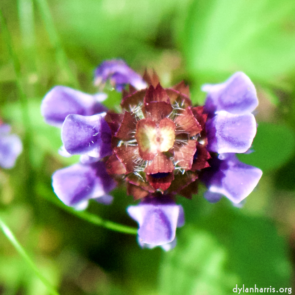 image: This is &lsquo;escher blummen (cxxxv) 2&rsquo;.