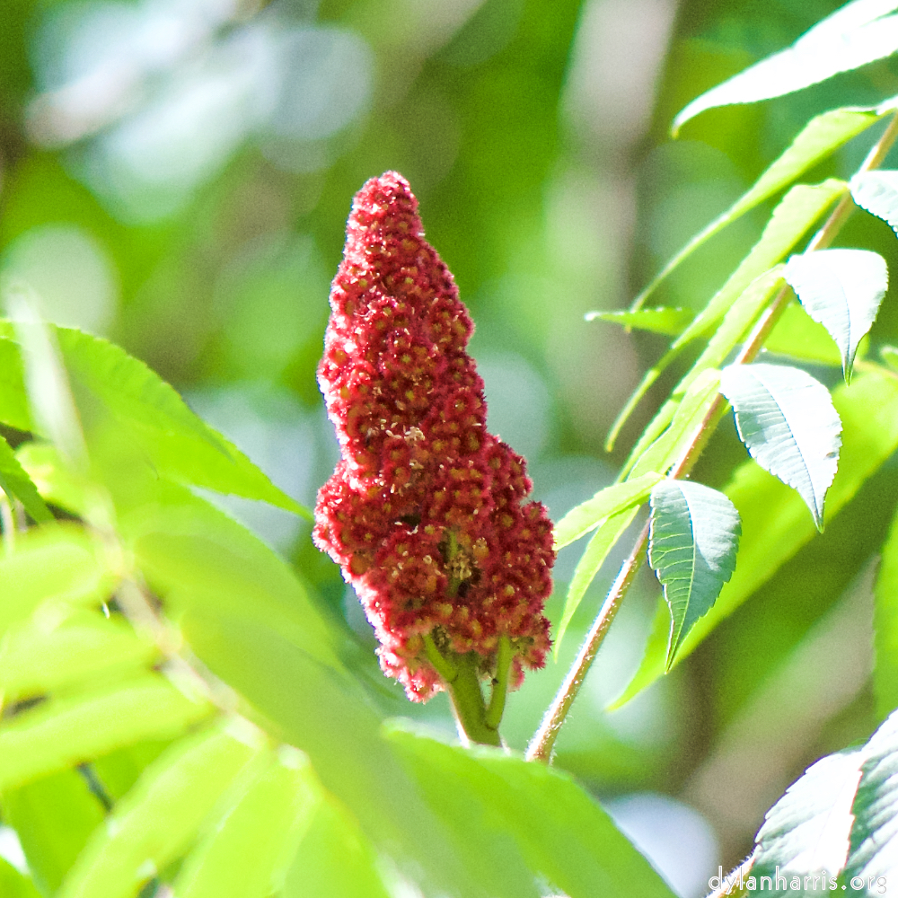 image: This is &lsquo;escher blummen (cxxxv) 4&rsquo;.