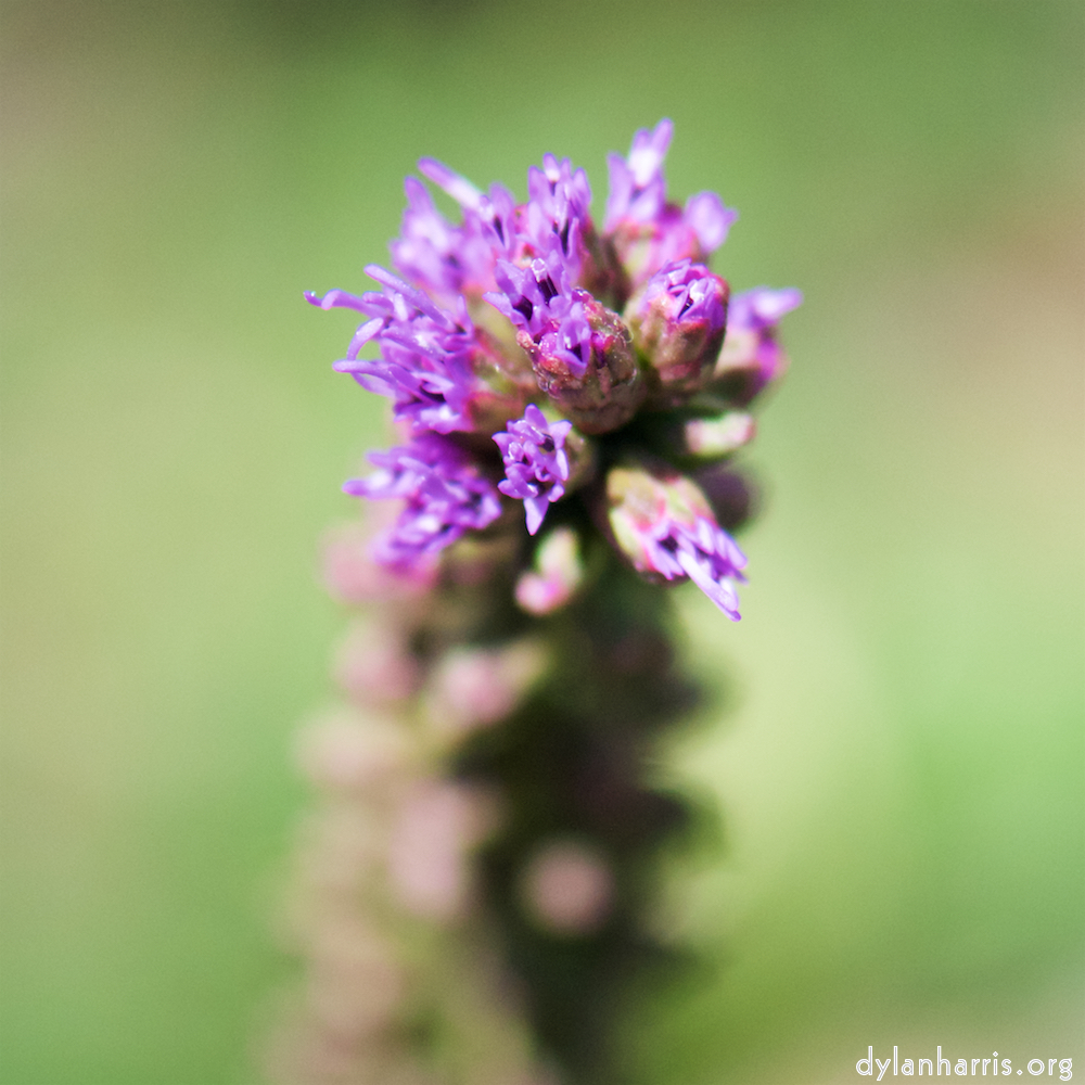 image: This is &lsquo;escher blummen (cxxxv) 5&rsquo;.