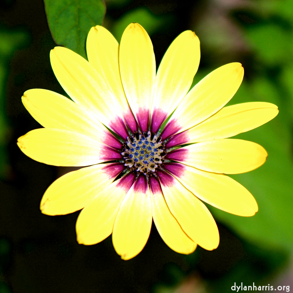 image: This is &lsquo;escher blummen (cxxxv) 6&rsquo;.