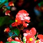 image: Image from the photoset &lsquo;escher blummen (cxxxv)&rsquo;.