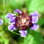 image: Image from the photoset &lsquo;escher blummen (cxxxv)&rsquo;.