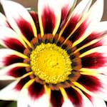 image: Image from the photoset &lsquo;escher blummen (cxxxv)&rsquo;.