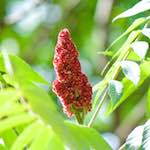 image: Image from the photoset &lsquo;escher blummen (cxxxv)&rsquo;.