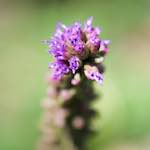 image: Image from the photoset &lsquo;escher blummen (cxxxv)&rsquo;.