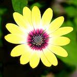 image: Image from the photoset &lsquo;escher blummen (cxxxv)&rsquo;.