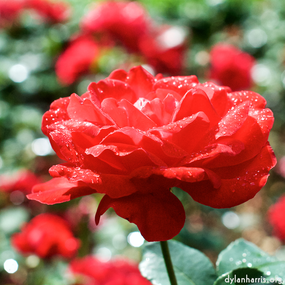 Image: Image 'escher blummen (xxiii) 4'.