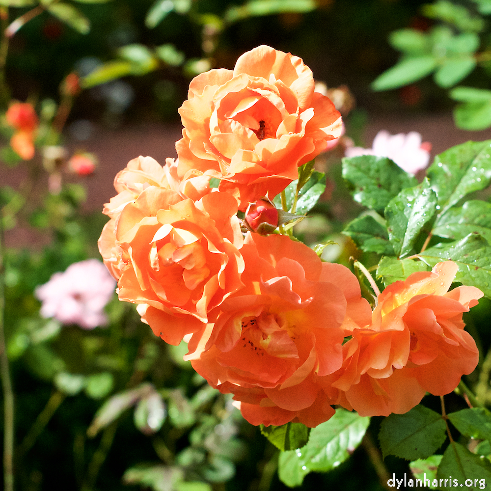 Image 'flower (xxiii) 7'.