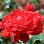 First image from the photoset 'flower (xxiii)'.