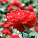 Fourth image from the photoset 'flower (xxiii)'.