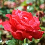 Fifth image from the photoset 'flower (xxiii)'.