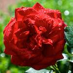 Sixth image from the photoset 'flower (xxiii)'.