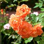 Seventh image from the photoset 'flower (xxiii)'.