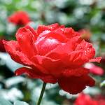 Eighth image from the photoset 'flower (xxiii)'.