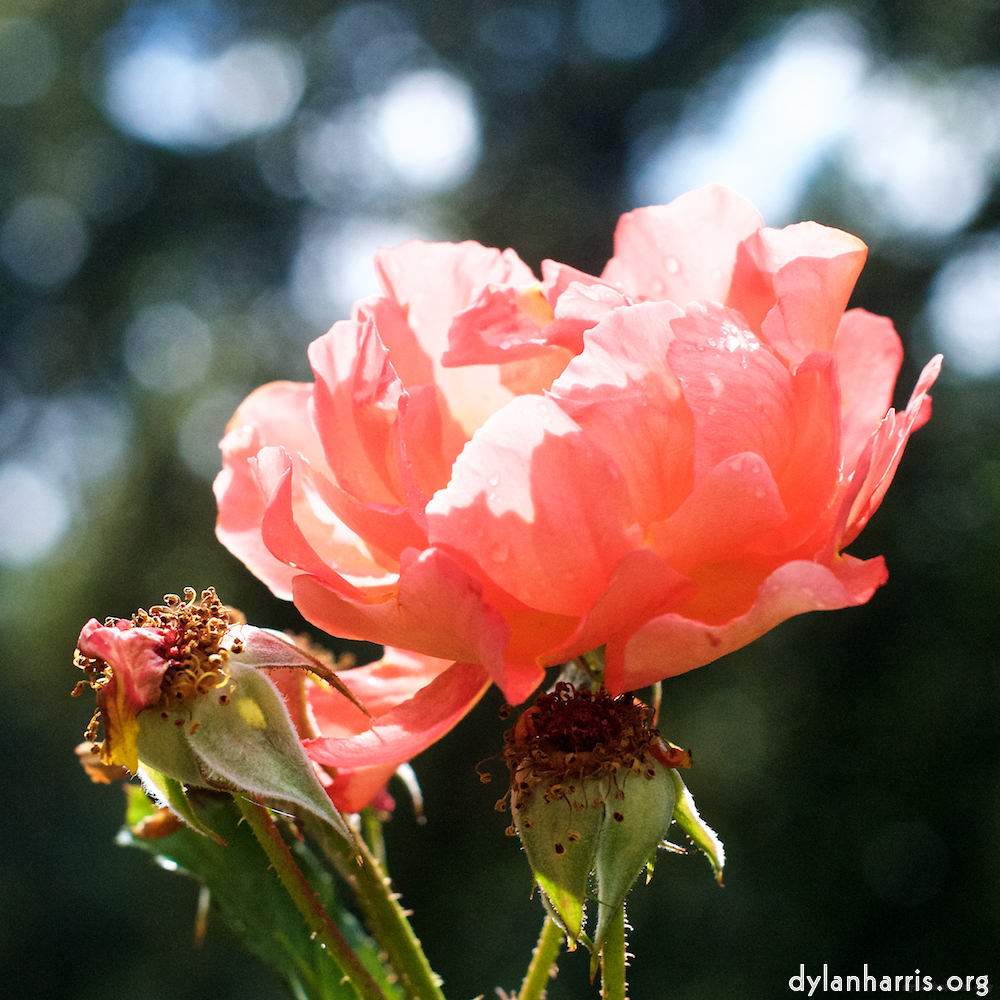 Image 'flower (xxiv) 1'.