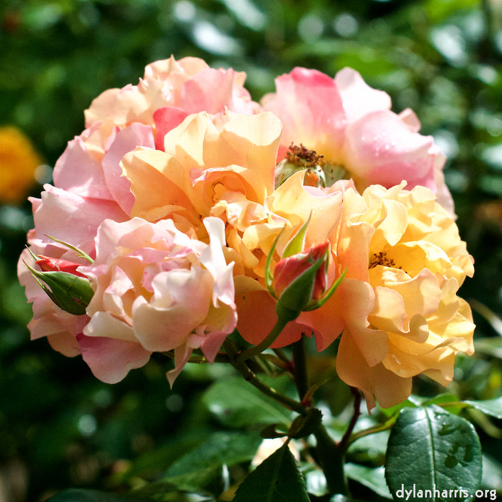 Image: Image 'escher blummen (xxiv) 2'.