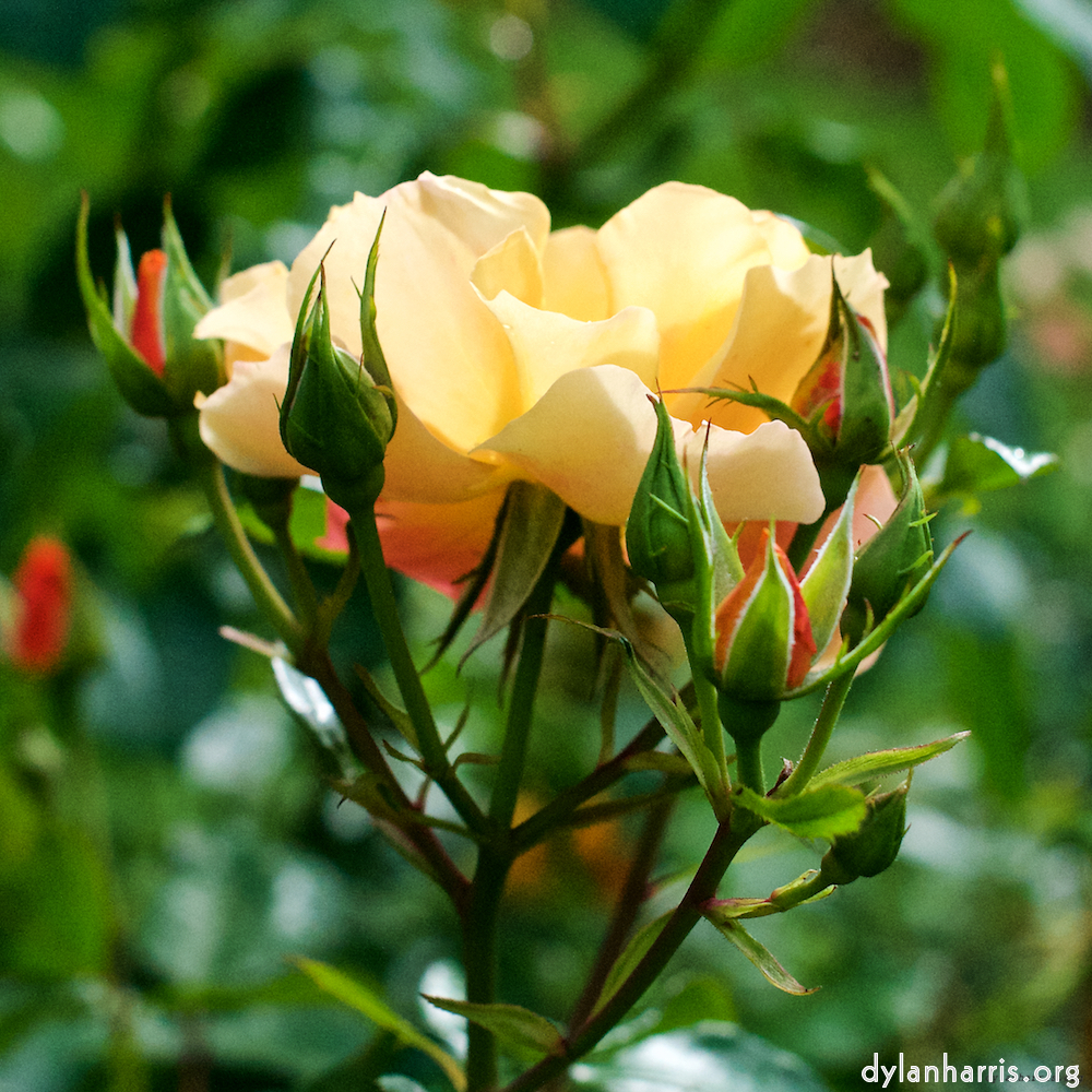 Image 'flower (xxiv) 4'.